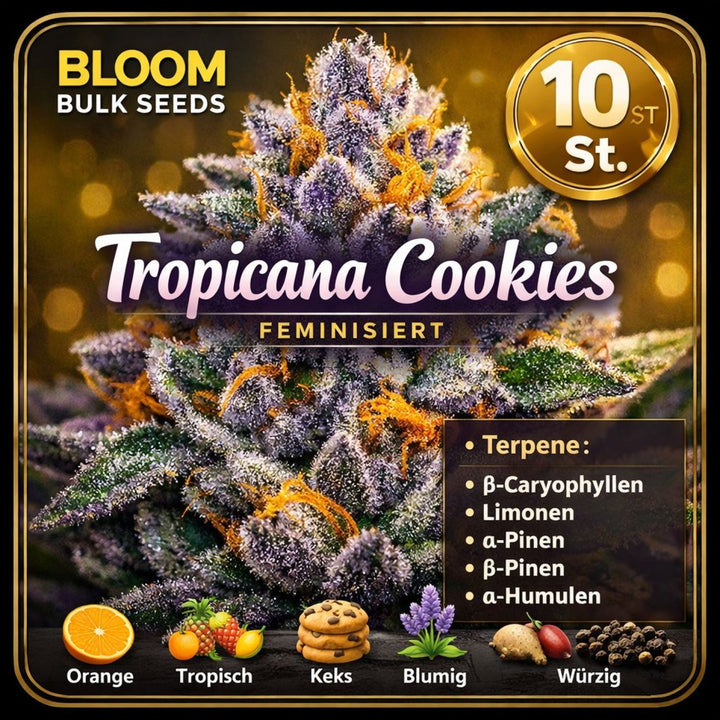 Bloom Bulk Seeds Tropicana Cookies Fem 10St.