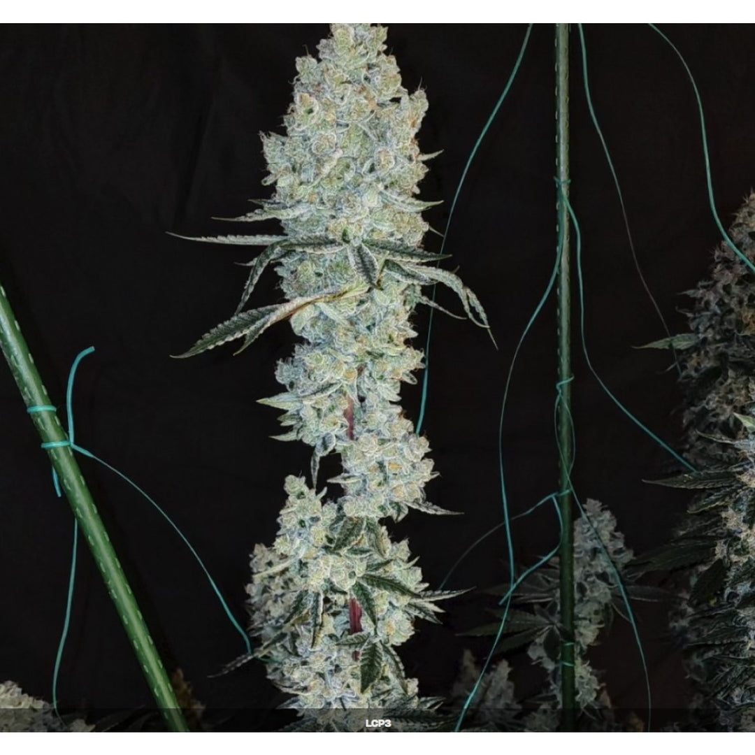 Ethos Lemon Cherry Pie R1 Fem 5St.