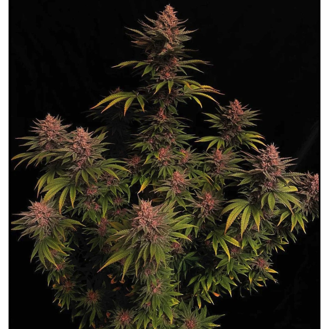 Fast Buds Purple Lemonade FF Fem 3St.