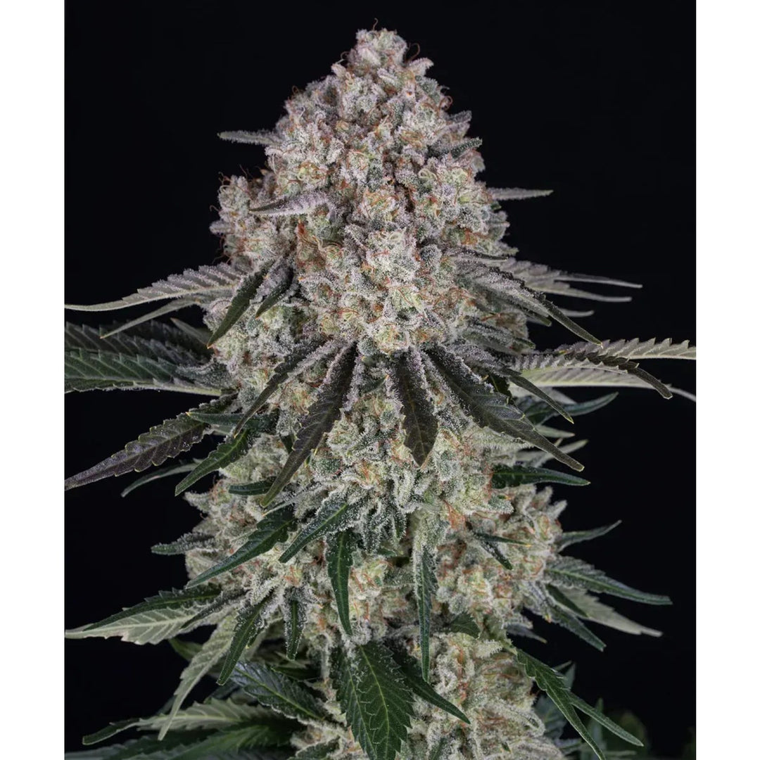Barneys Farm Sour Diesel Auto Fem 3St.