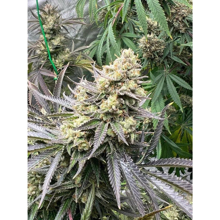 Growers Choice White Truffle Limited Edition Fem 3St.