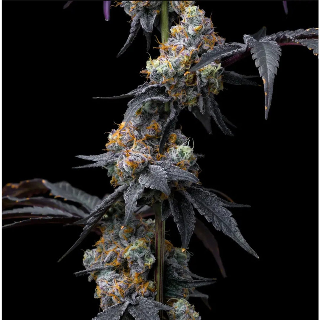 Barneys Farm Rainbow Sherbet Fem 3St.