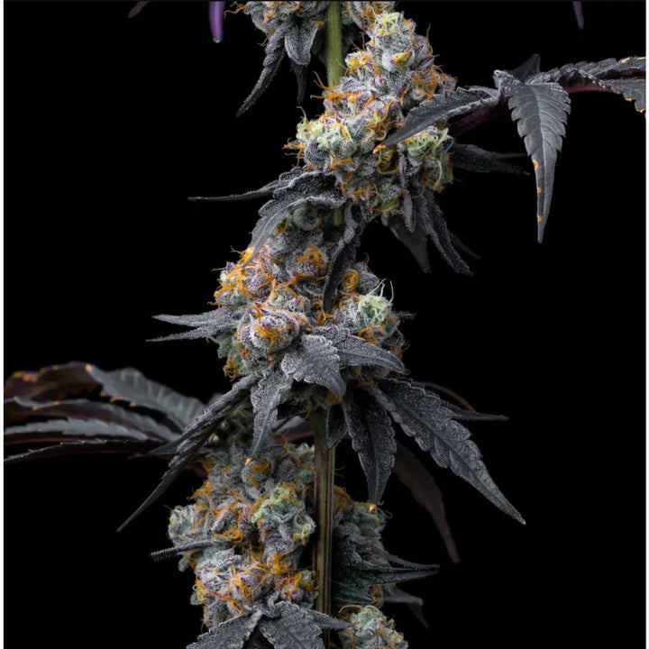 Barneys Farm Rainbow Sherbet Fem 3St.