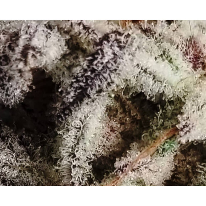 In House Genetics Frozen Gelato Fem 3St.