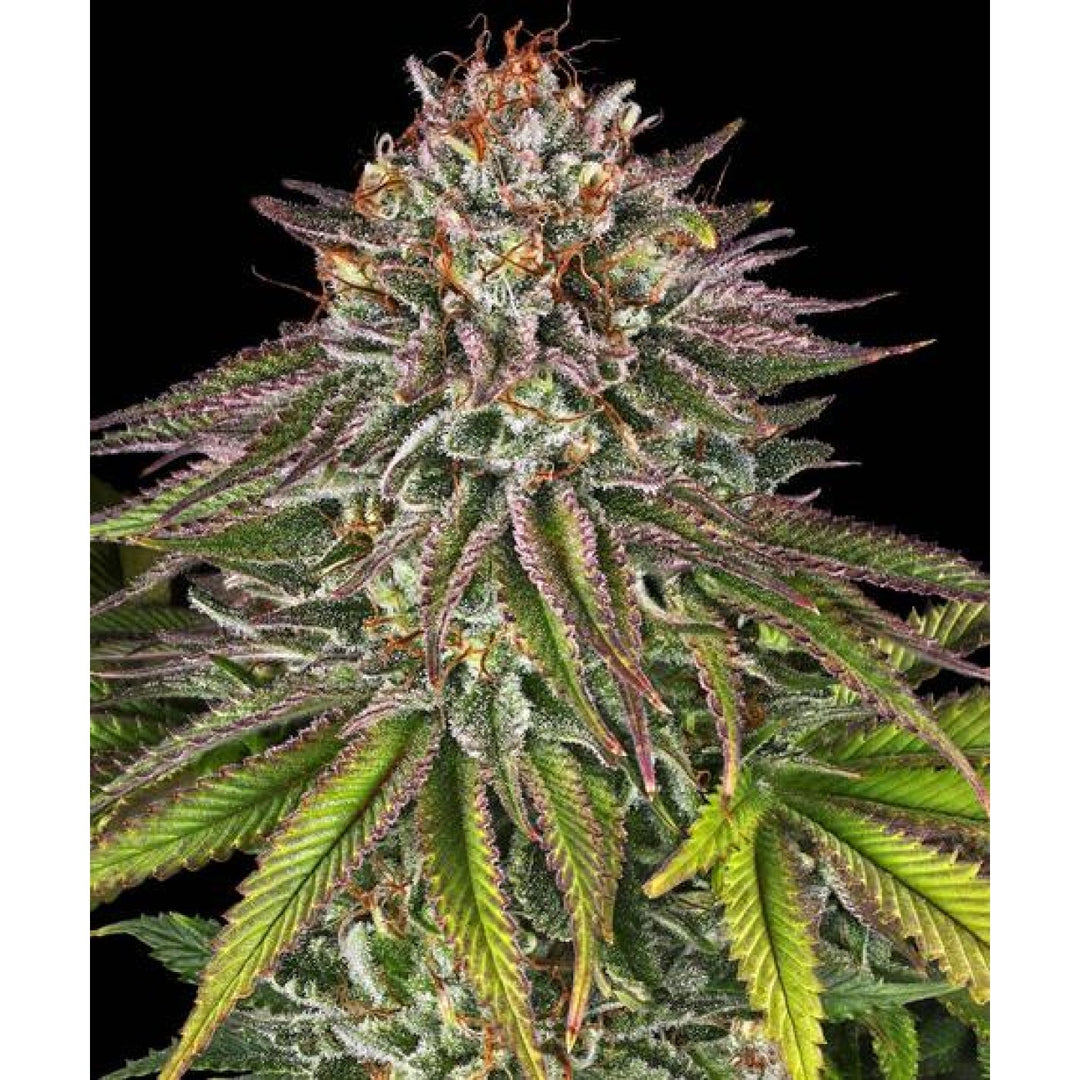 Barneys Farm Critical Kush Fem 3St.