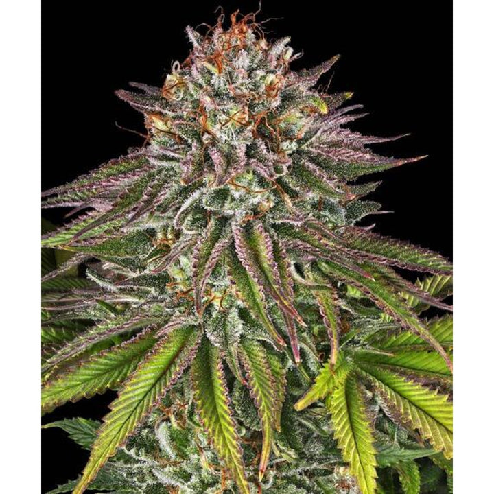 Barneys Farm Critical Kush Fem 3St.