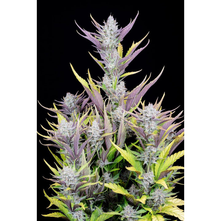 Fast Buds Wedding Glue Auto Fem 3St.
