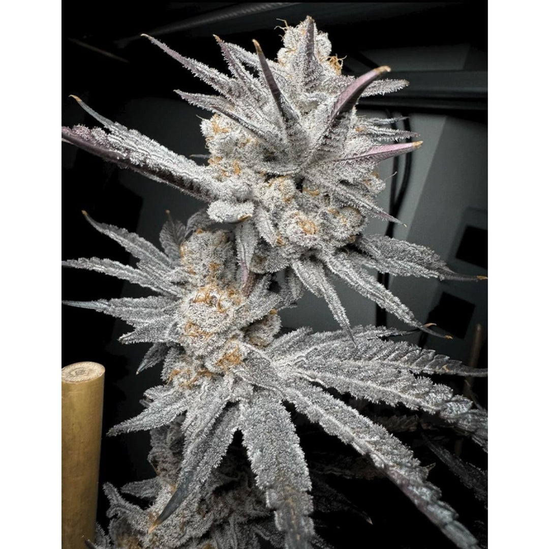 Solfire Gardens Trich Beast Fem 6St.