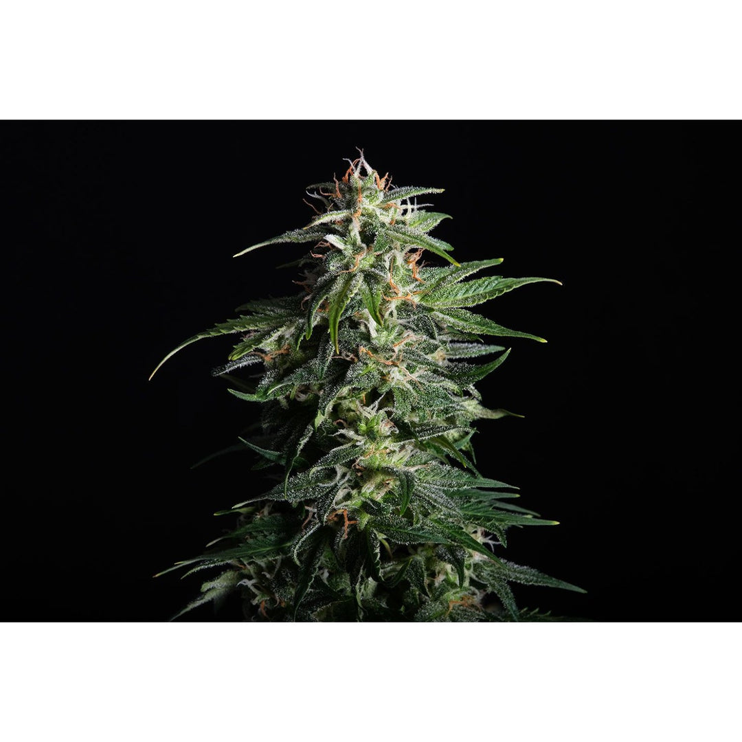 Kannabia Swiss Dream Auto CBD Fem. 3St.