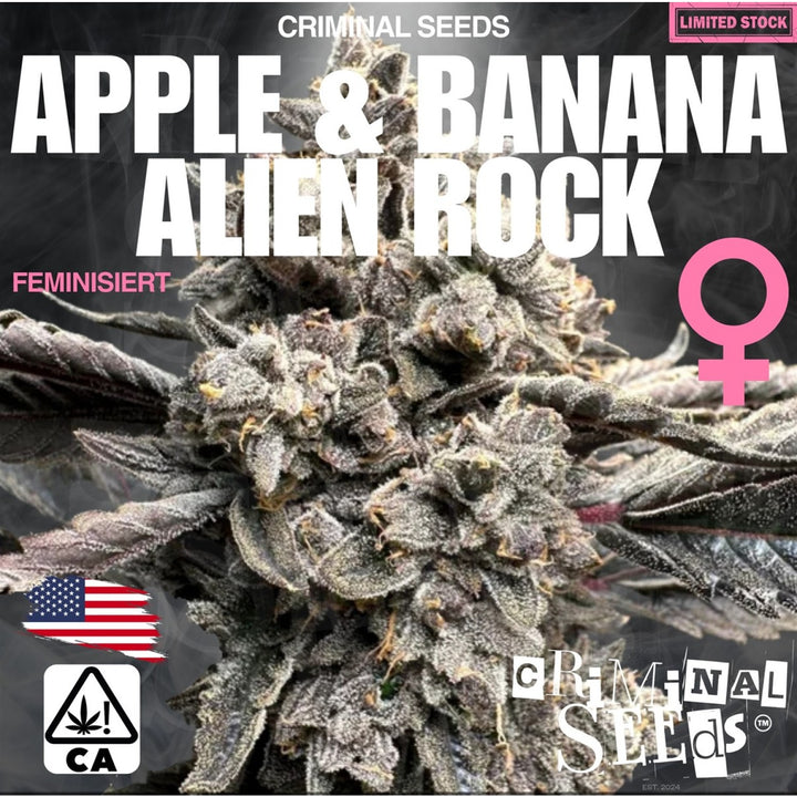 Criminal Seeds Apple Banana Alien Rock Fem 3St.