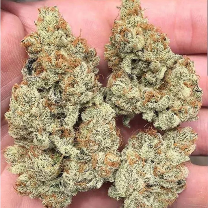 In House Genetics Frozen Gelato Fem 3St.