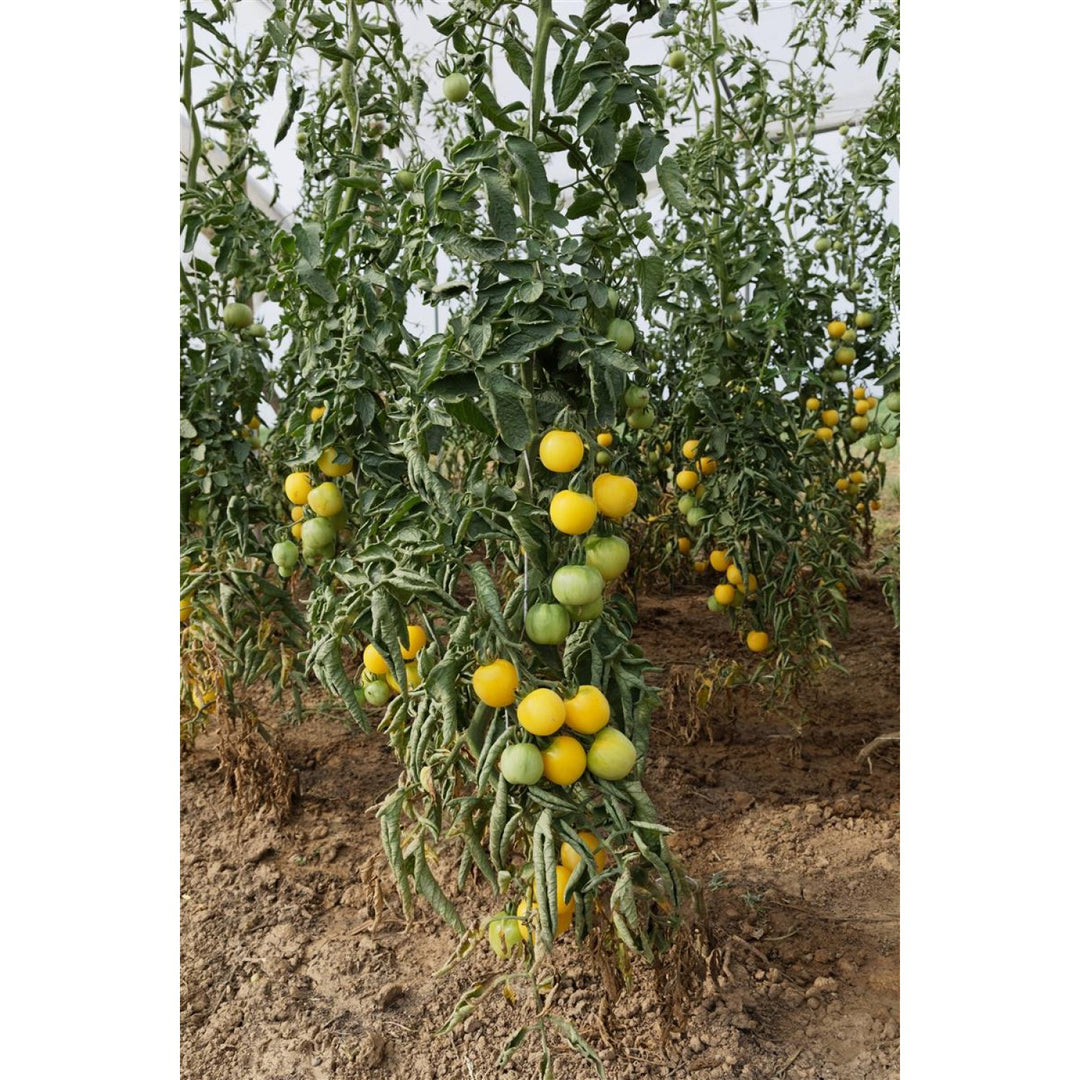 Salattomate Weißer Pfirsich