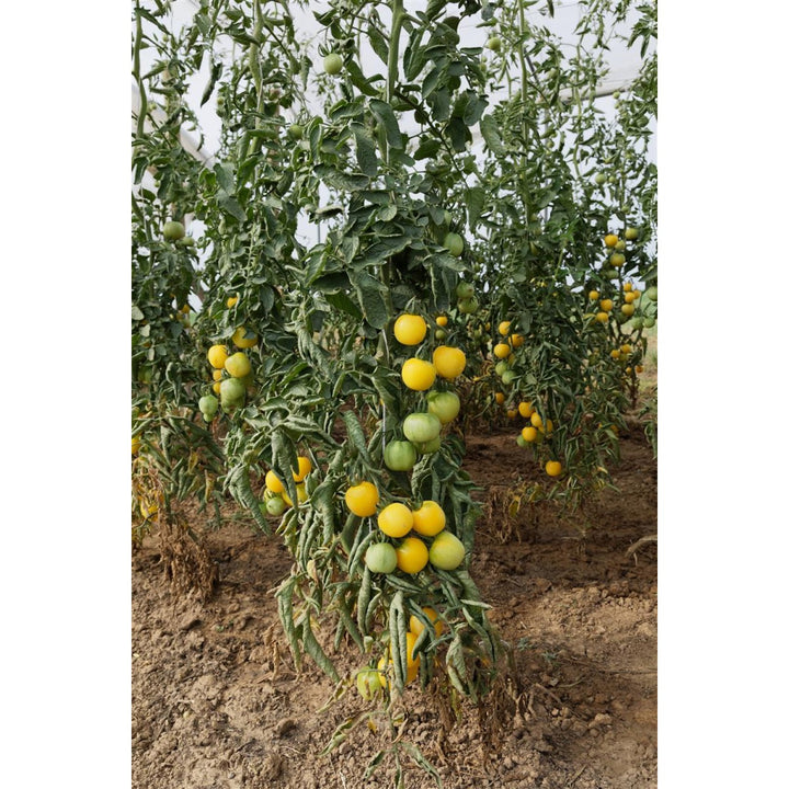 Salattomate Weißer Pfirsich