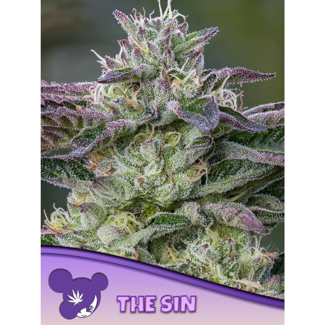 Anesia The Sin Fem 3St.