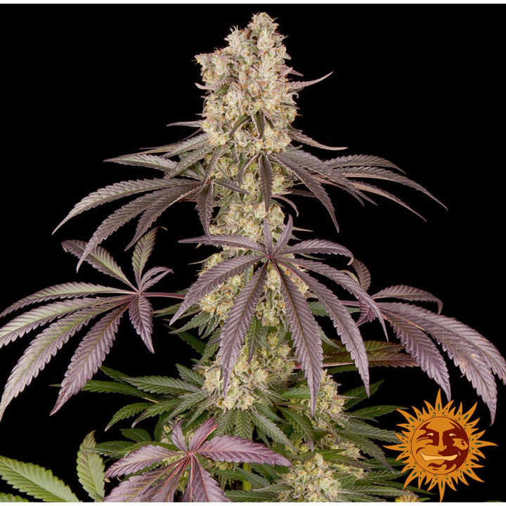 Barneys Farm Runtz Muffin Fem 3St.