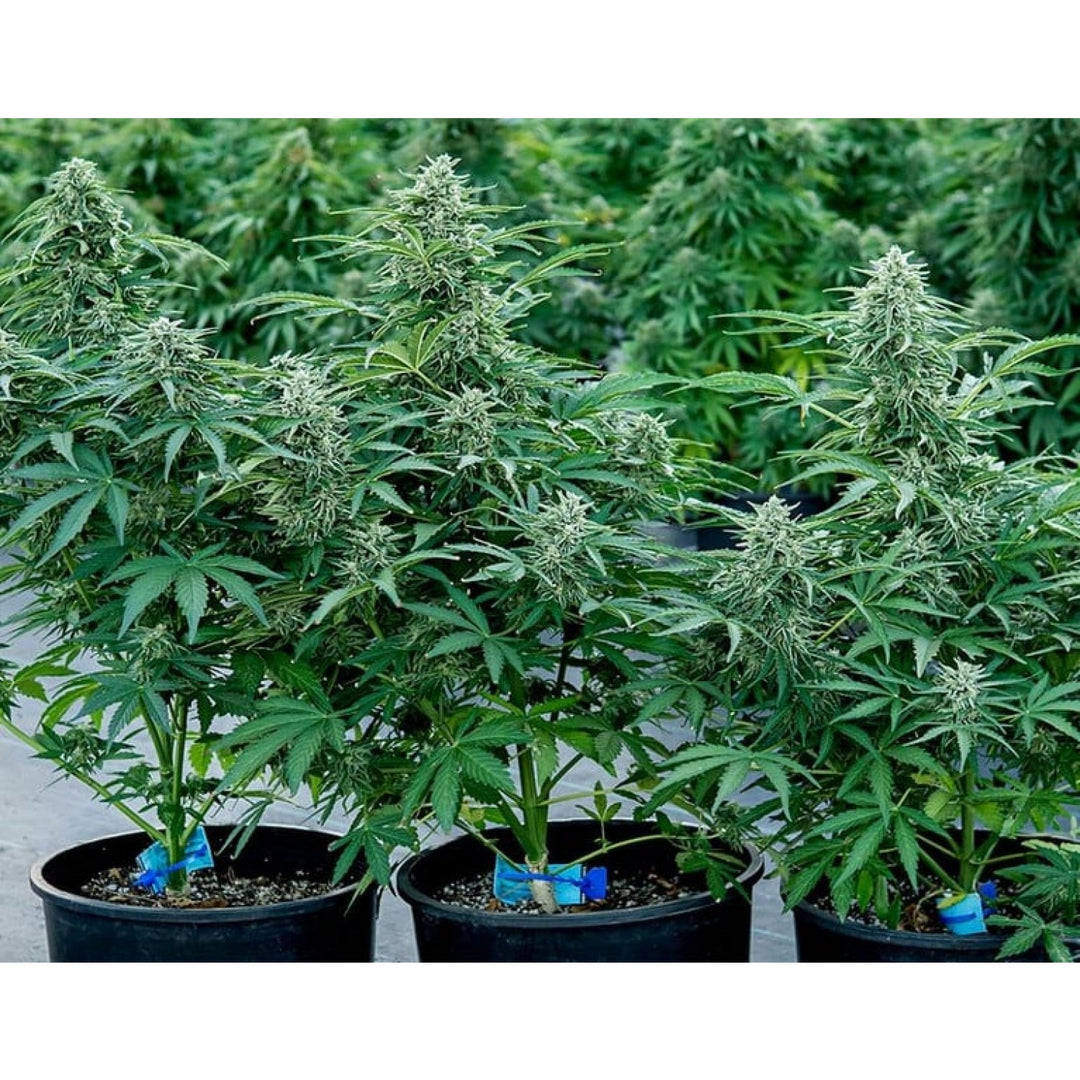 Royal Queen Seeds Apollo F1 Auto Fem. 3St.