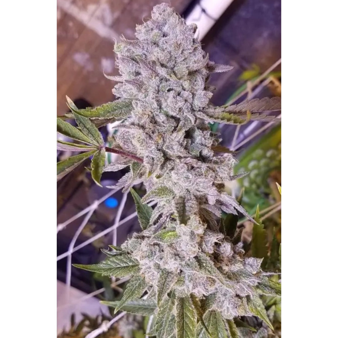 In House Genetics Platinum Gorilla Fem 3St.