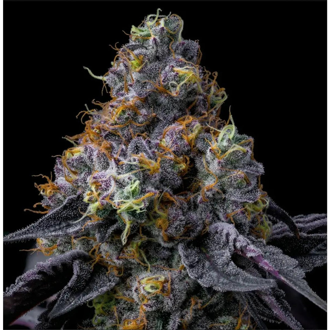 Barneys Farm Rainbow Sherbet Fem 3St.