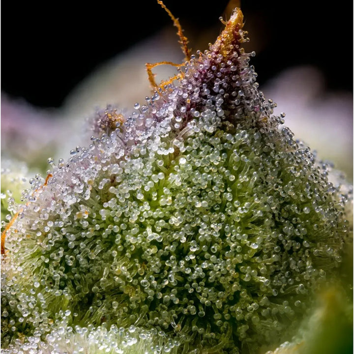 Barneys Farm Mendo Breath Fem 3St.