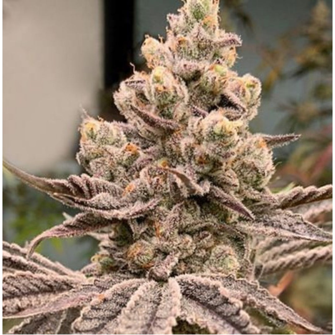 In House Genetics Frozen Grapes Fem 3St.