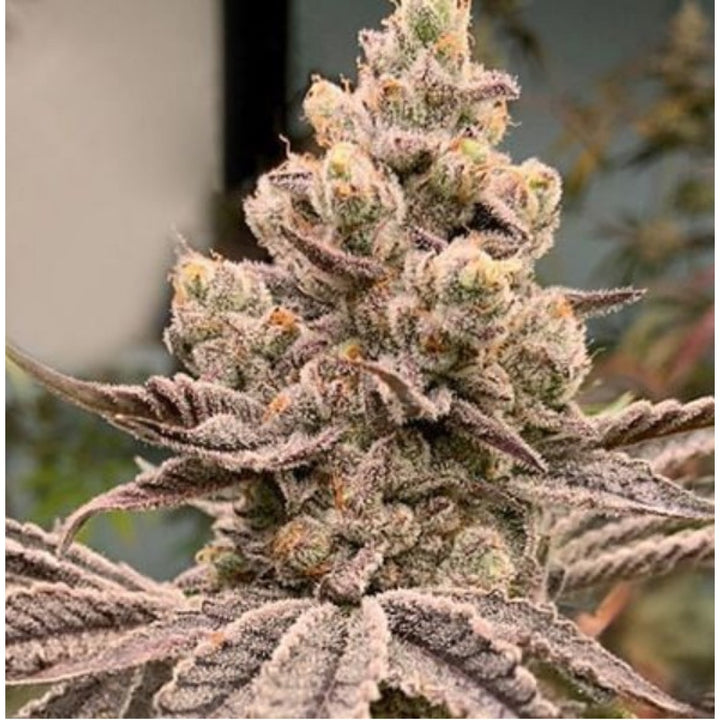 In House Genetics Frozen Grapes Fem 3St.