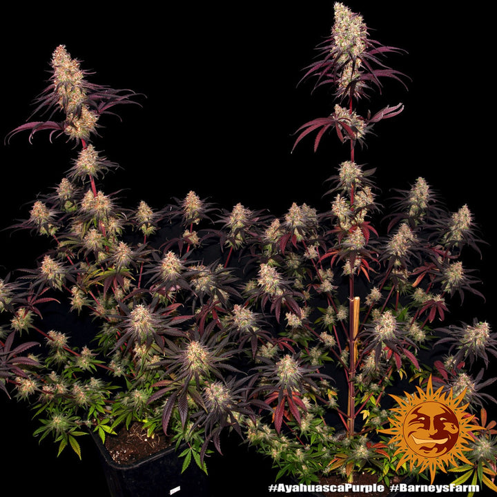Barneys Farm Ayahuasca Purple Fem 3St.