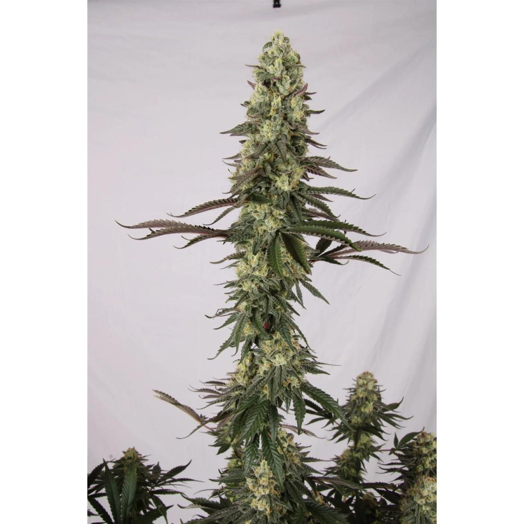 Paradise Seeds El Dorado OG Fem 3St.