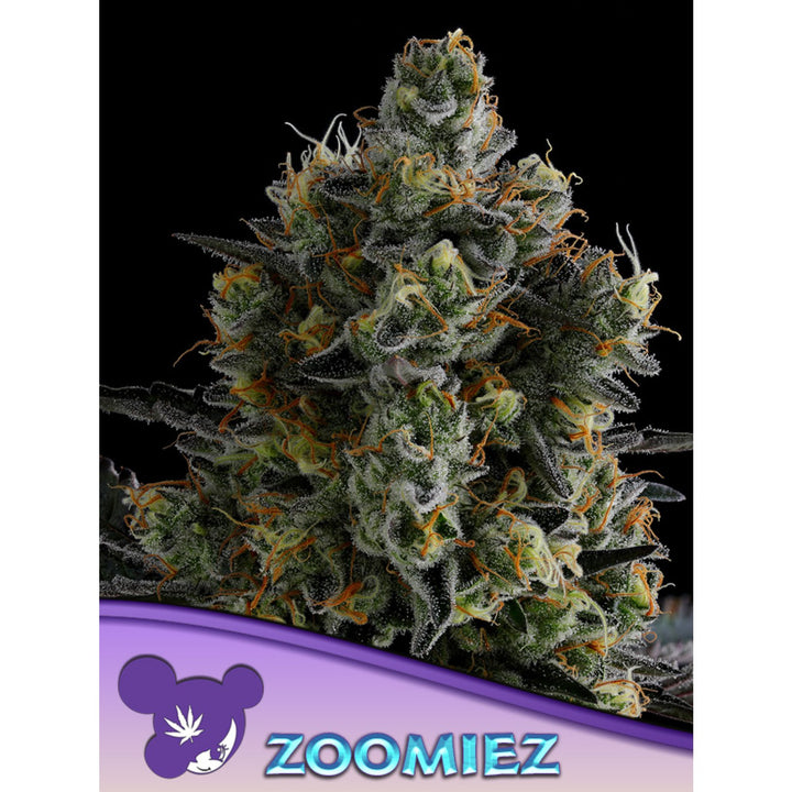 Anesia Zoomiez Fem 3St.