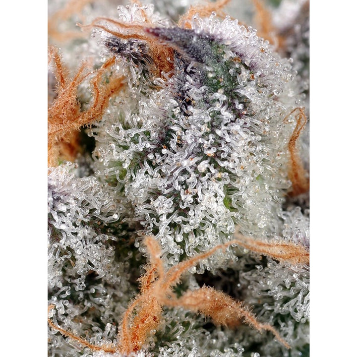 Sweet Seeds Sweet Cheese Fem 3St.