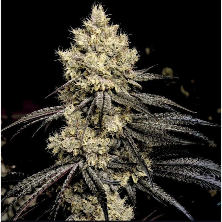 Ethos Pillows R1 Fem 5St.