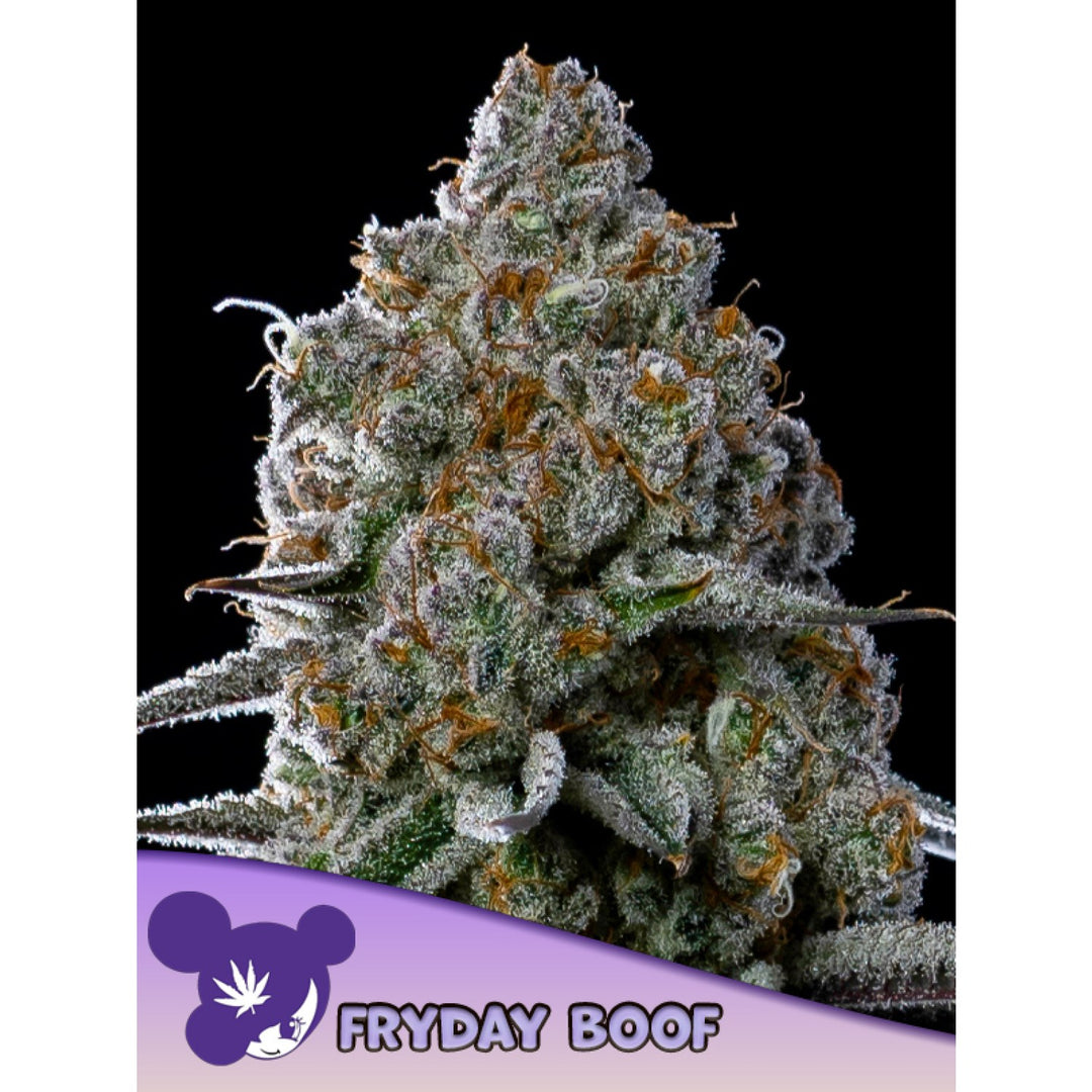 Anesia Fryday Boof Fem 3St.