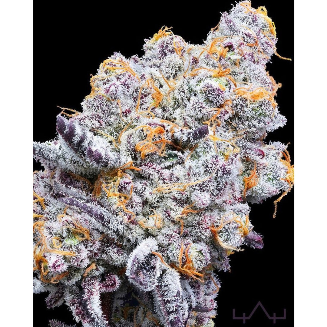 In House Genetics Deluxe Sugarcane Fem 3 St.