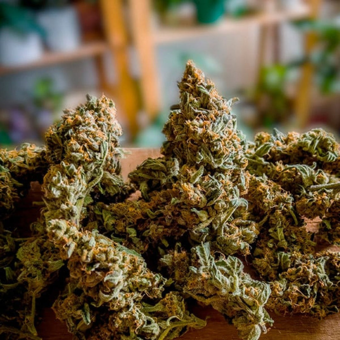 Royal Queen Seeds Medusa F1 Auto Fem. 3St.