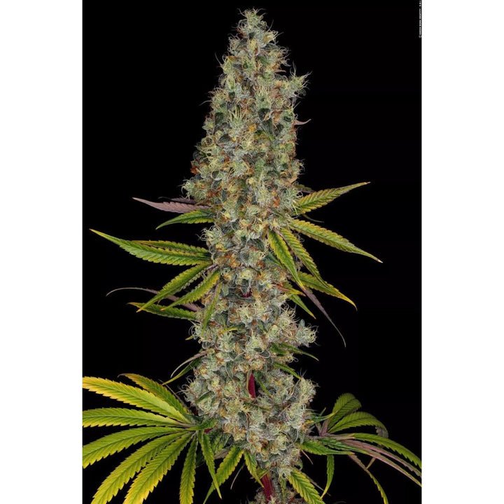 Paradise Seeds Rainbow Road Fem 3St.