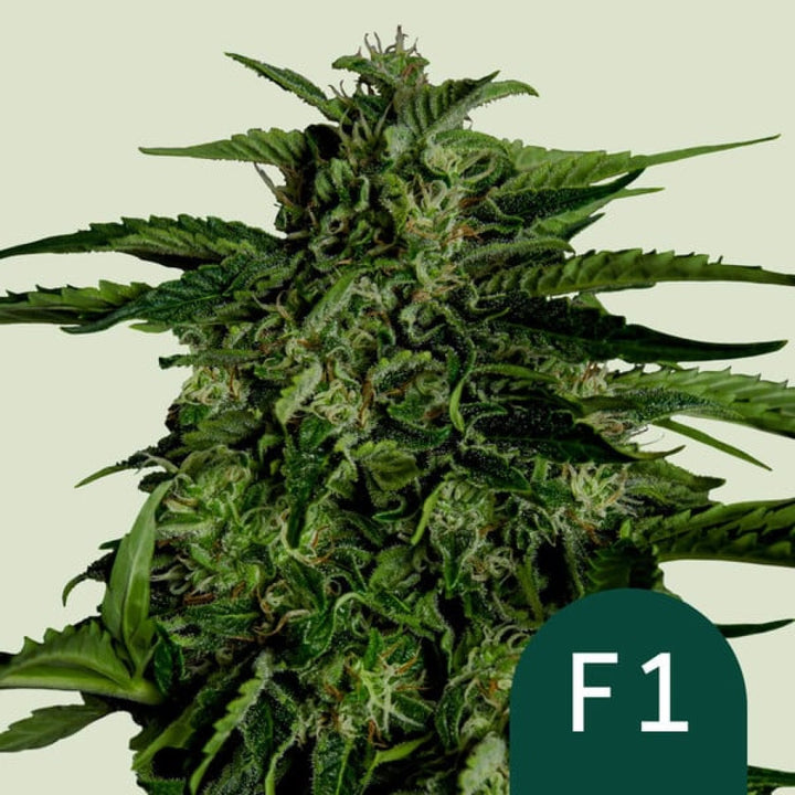 Royal Queen Seeds Apollo F1 Auto Fem. 3St.