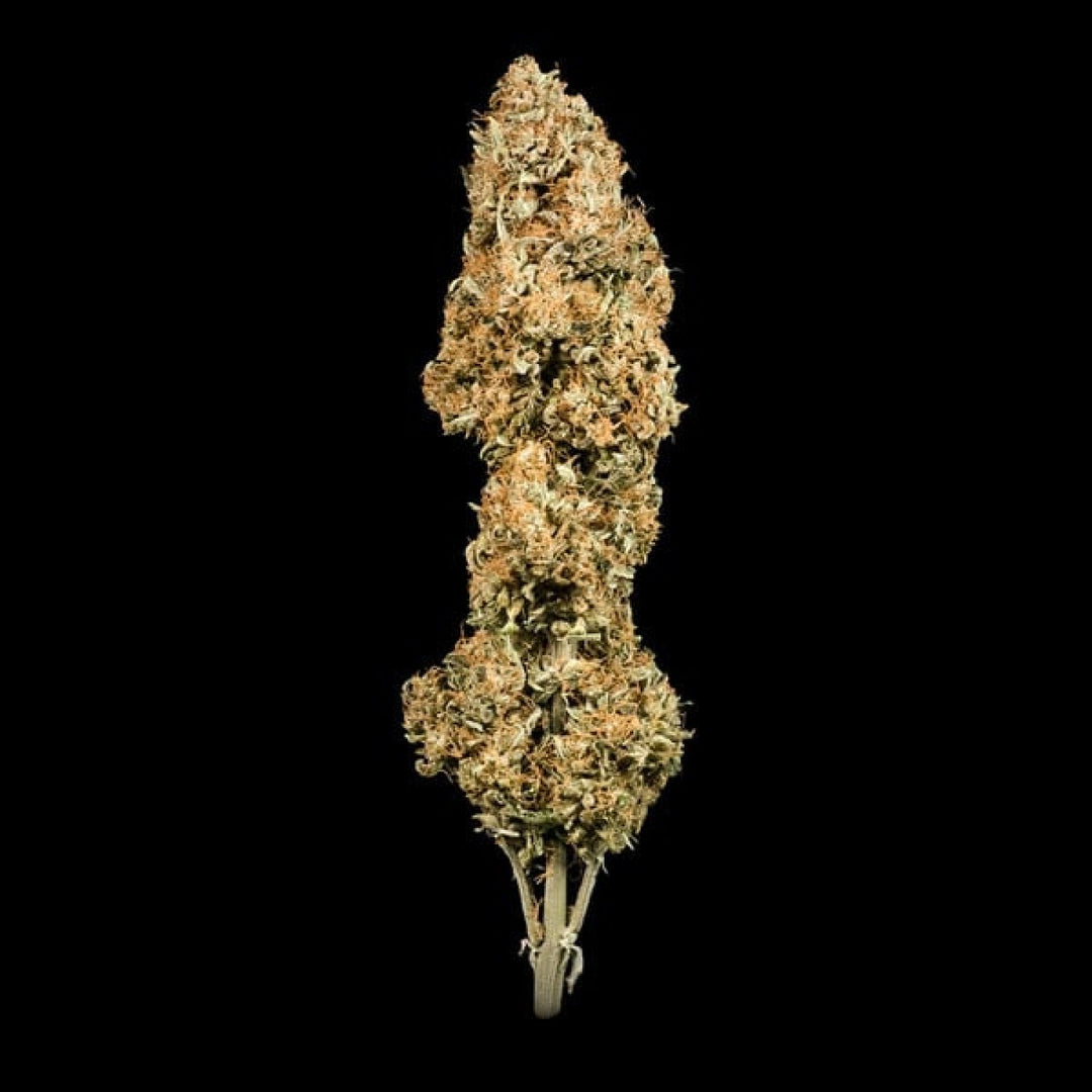 Royal Queen Seeds Green Gelato Auto Fem. 3St.