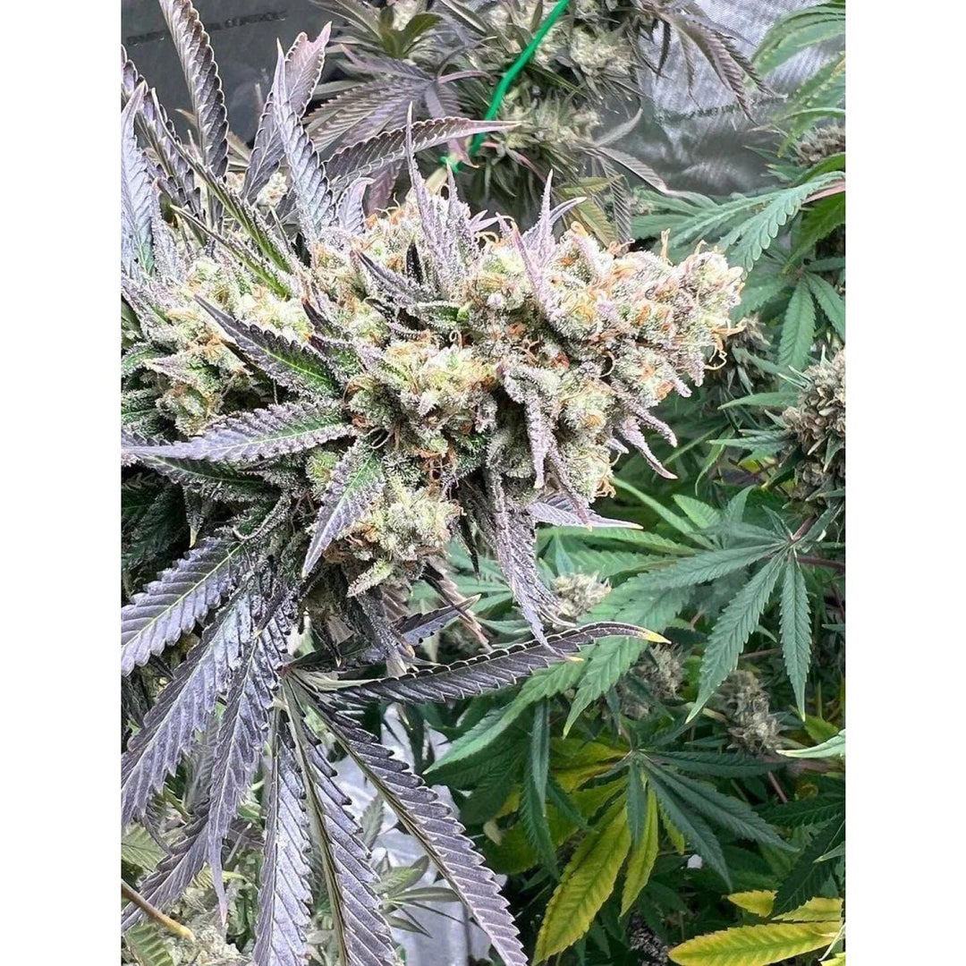 Growers Choice White Truffle Limited Edition Fem 3St.