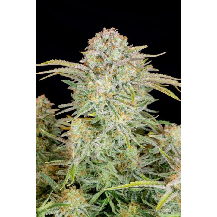 Fast Buds Bruce Banner Auto Fem. 3St.
