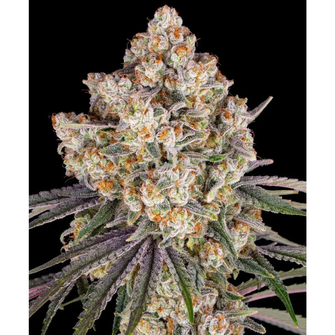 Barneys Farm Ice Cream Cake Fem 3St.