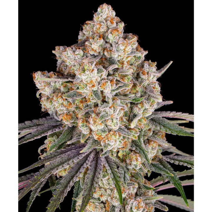 Barneys Farm Ice Cream Cake Fem 3St.