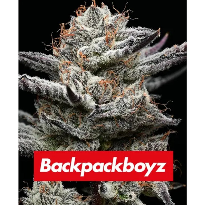 Barneys Farm Black Cherry Gushers Fem 3St.