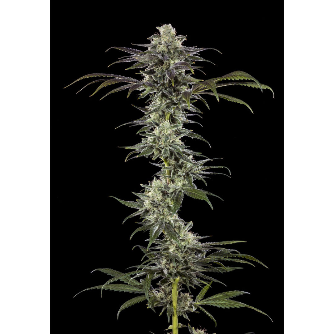 Barneys Farm RS11 Fem 3St.