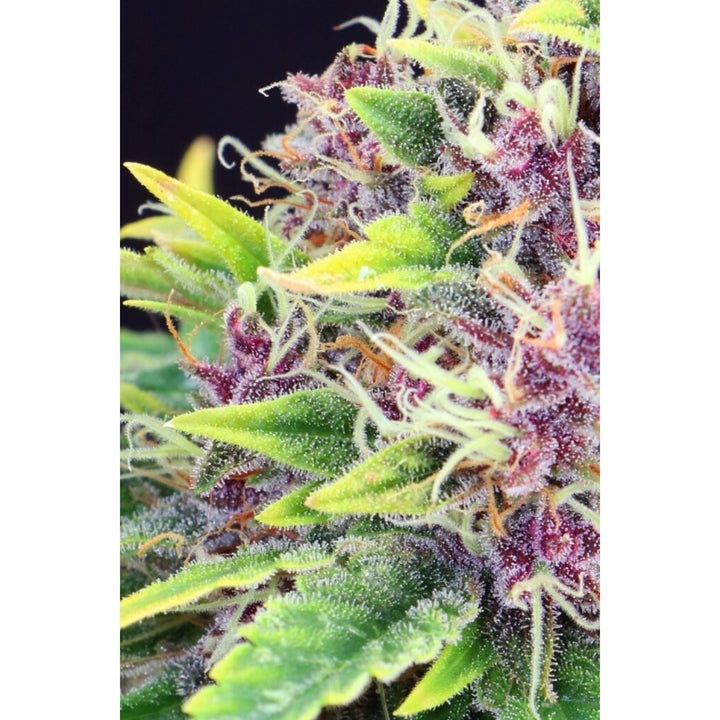 Kannabia Purple Kush Fem. 3St.