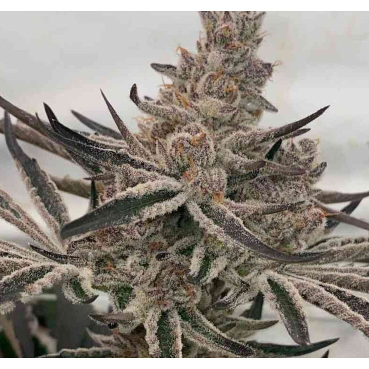In House Genetics Deluxe Sugarcane Fem 3 St.
