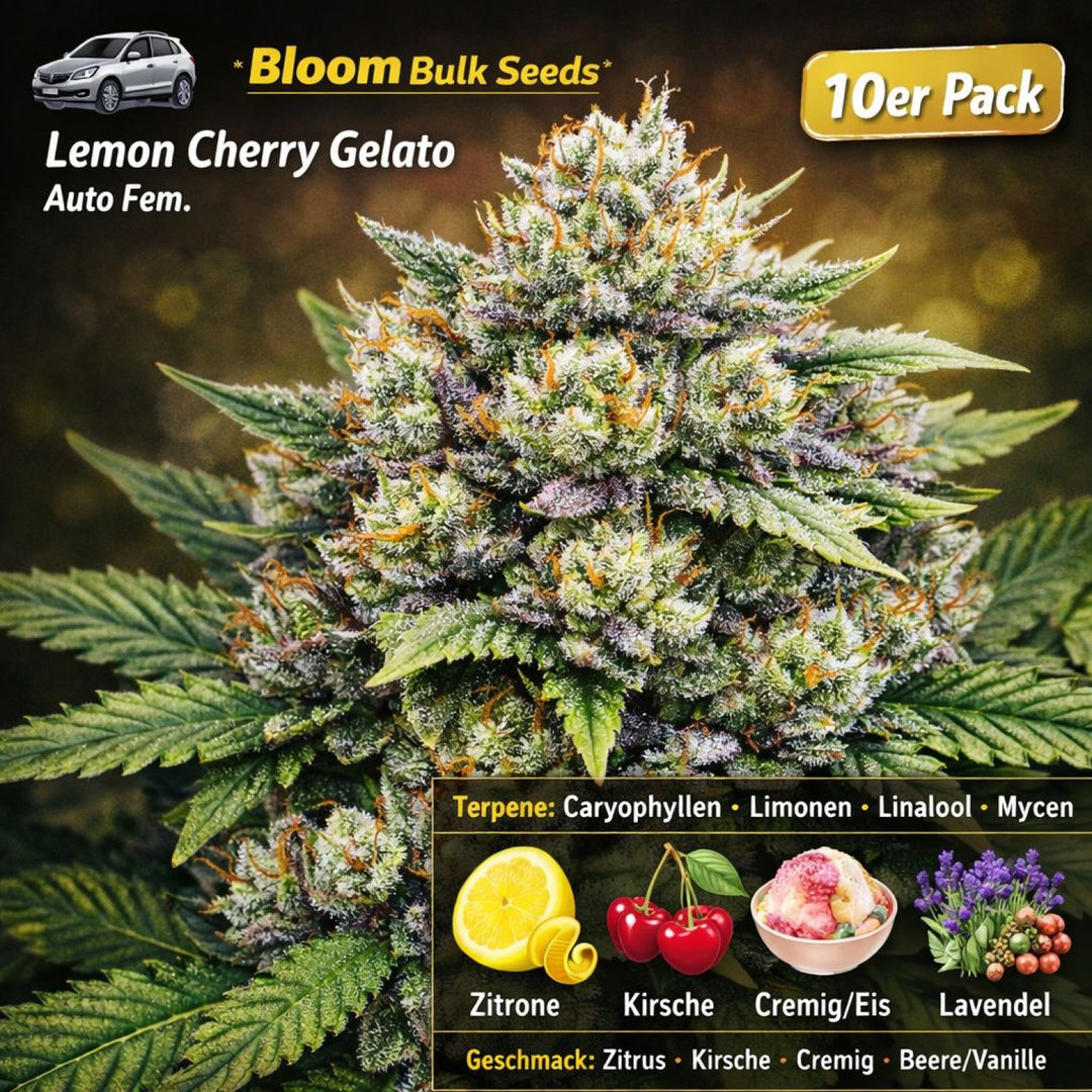 Bloom Bulk Seeds Lemon Cherry Gelato Auto Fem 10 St.