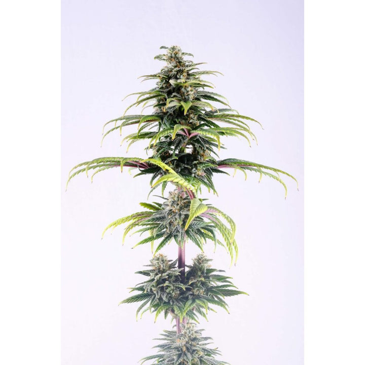 Kannabia CBG Auto Fem. 3St.