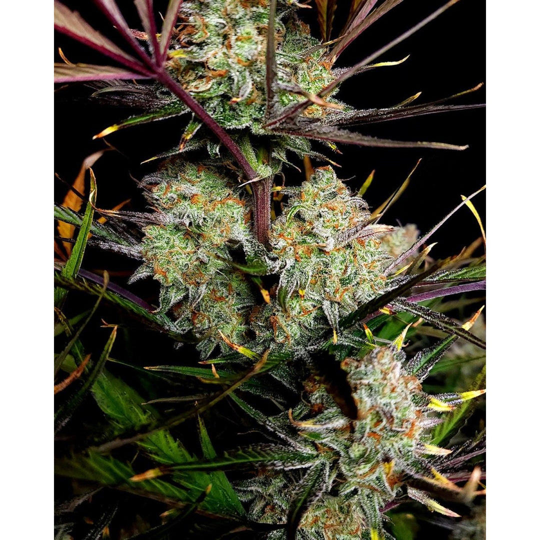 Fast Buds Apple Strudel Auto Fem 3St.