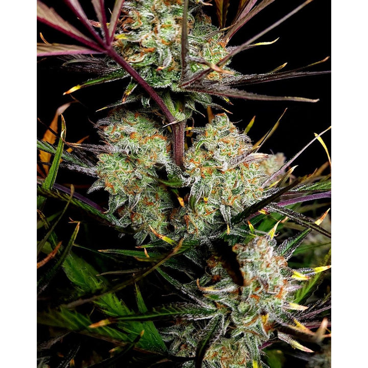 Fast Buds Apple Strudel Auto Fem 3St.