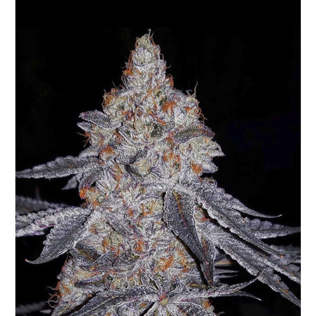 Ethos Banana Daddy R1 Fem 5St.