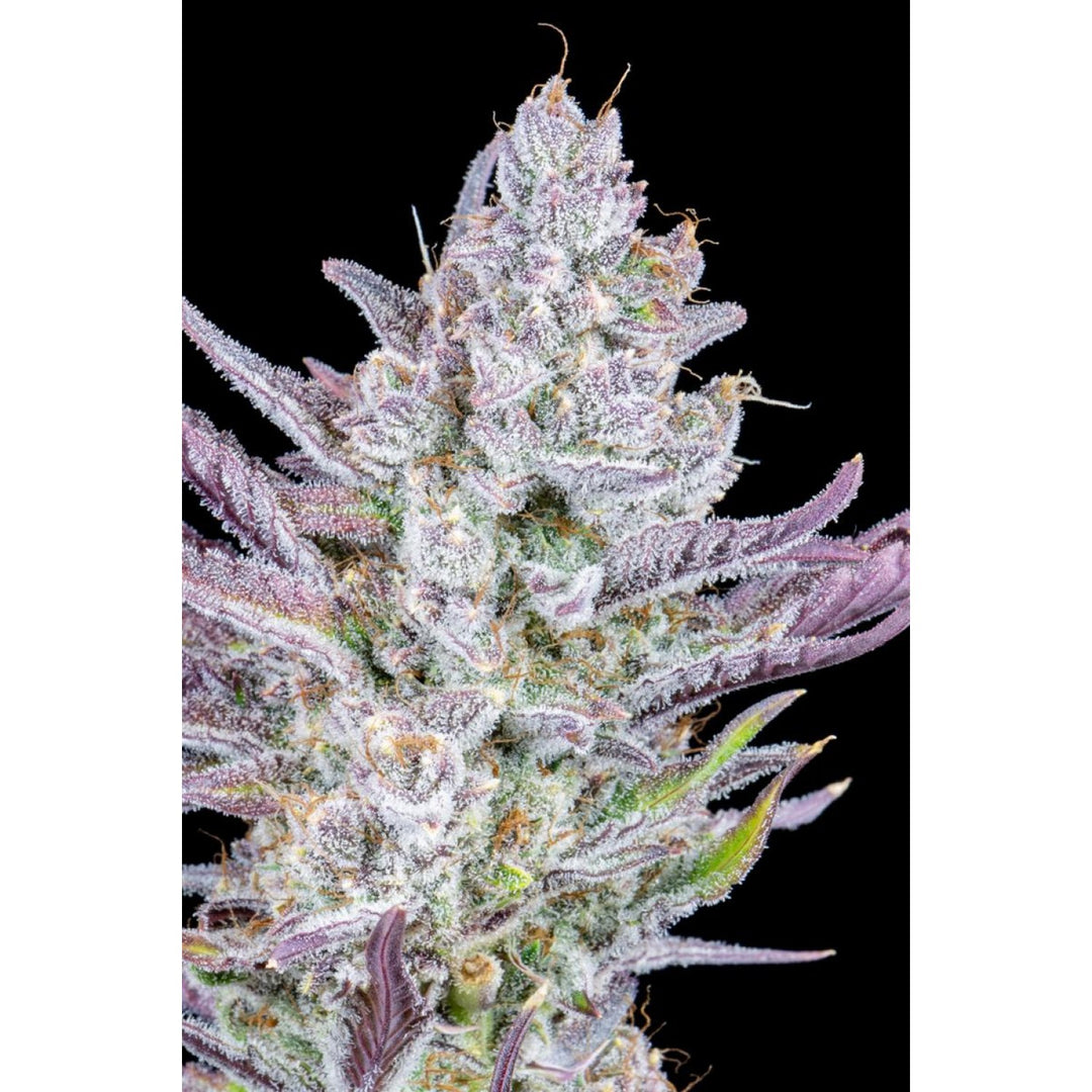 Fast Buds Wedding Glue Auto Fem 3St.